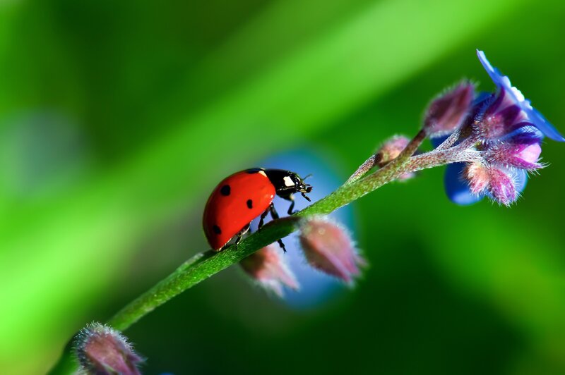 Ladybug on Flower Stem