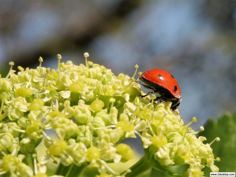 Ladybug on Flower