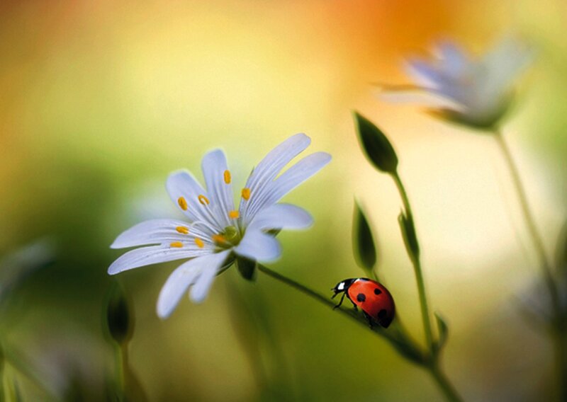 Ladybug on Flower — White, Serene