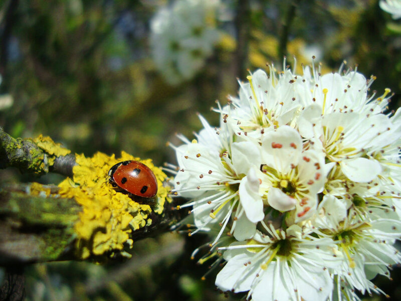 Ladybug on Flower — White