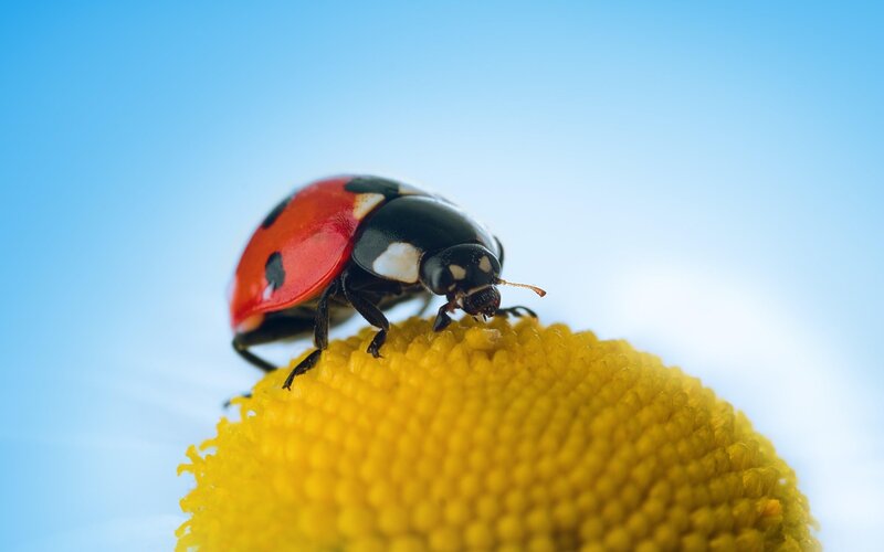 Ladybug on Flower — Yellow, Calm