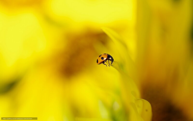 Ladybug on Flower — Yellow, Serene, Afternoon, Photograph