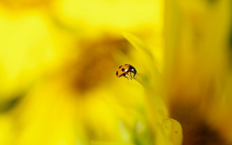 Ladybug on Flower — Yellow, Serene, Afternoon