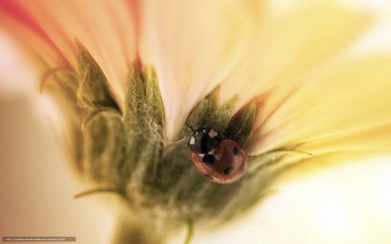 Ladybug on Flower — Yellow, Serene, Photograph
