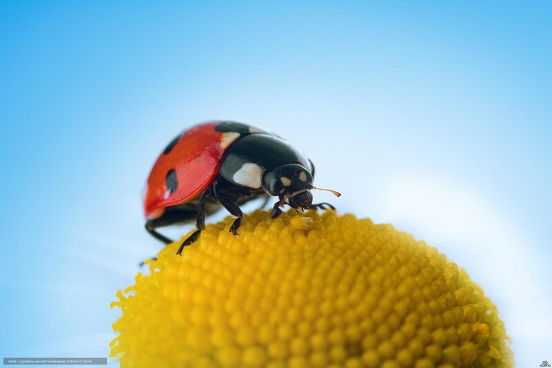 Ladybug on Flower — Yellow, Serene