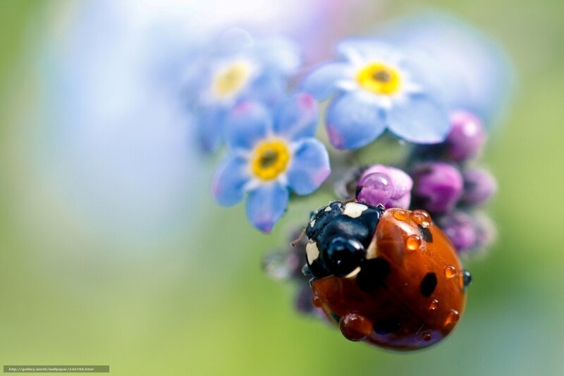 Ladybug on Flowers — Red, Serene