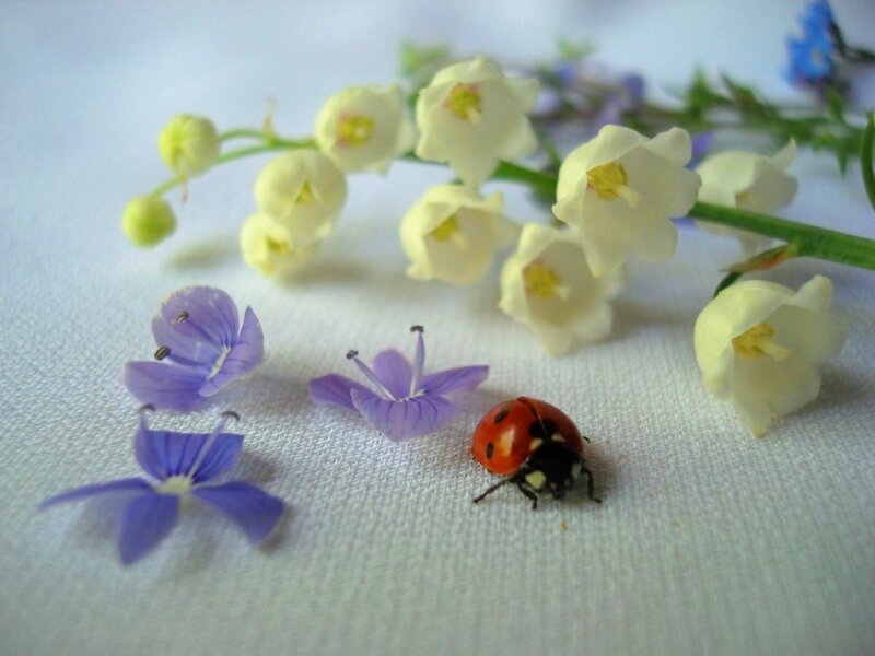 Ladybug on Flowers