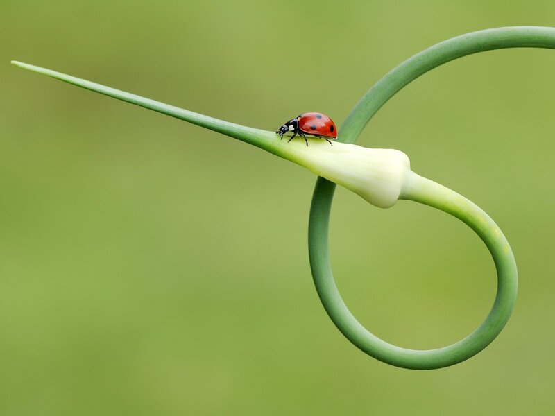 Ladybug on Garlic Scape
