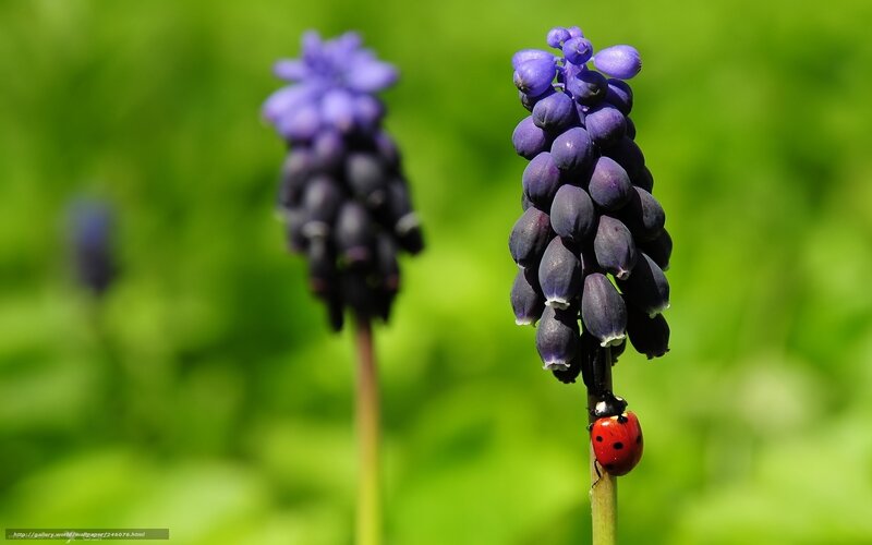 Ladybug on Grape Hyacinth — Purple, Serene