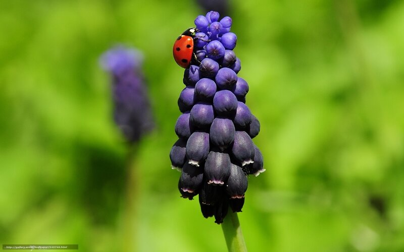 Ladybug on Grape Hyacinth — Purple