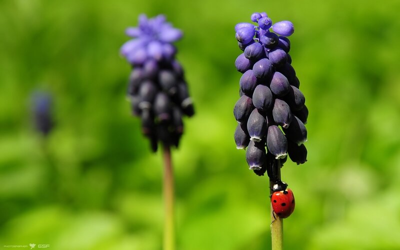 ladybug on grape hyacinth