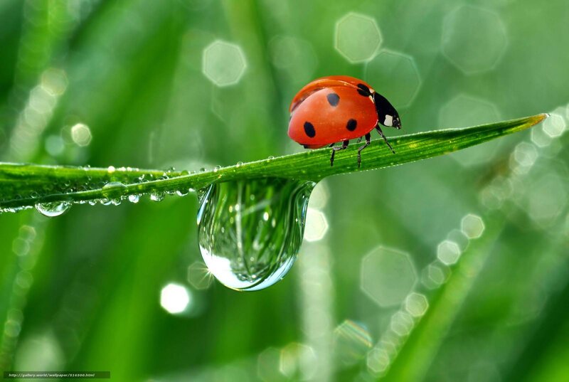 Ladybug on Grass Blade — Green, Serene, Morning, Photograph, Water Droplet, Dew
