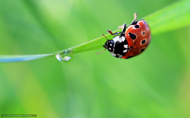 Ladybug on Grass Blade — Green, Serene, Morning, Photograph, Water Droplet