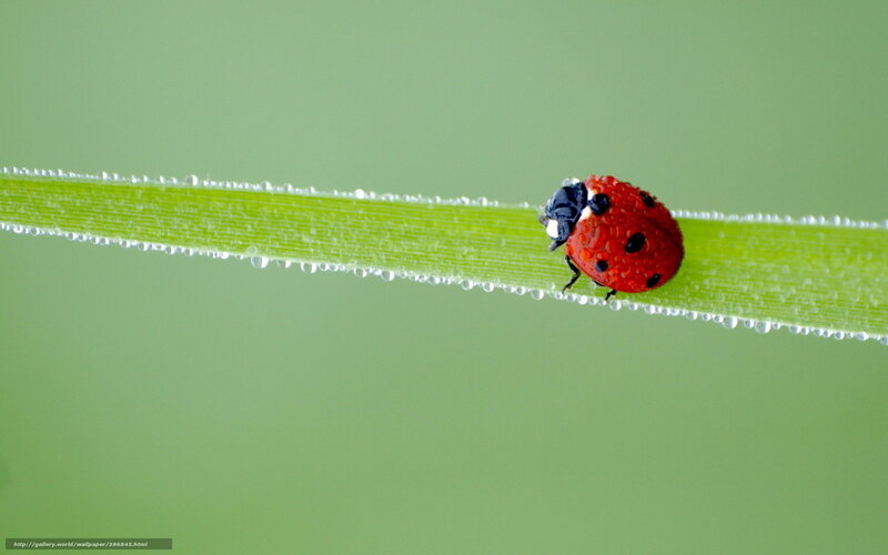 Ladybug on Grass Blade — Green, Serene, Morning