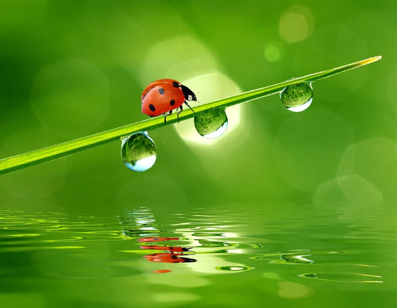 Ladybug on Grass Blade — Green, Serene