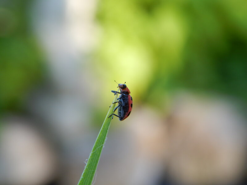 Ladybug on Grass Blade — Green