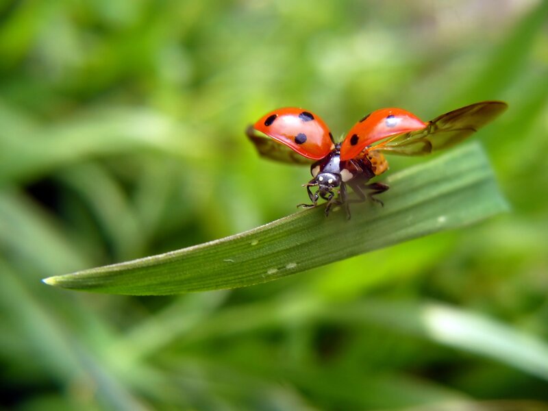 Ladybug on Grass Blade — Red, Natural
