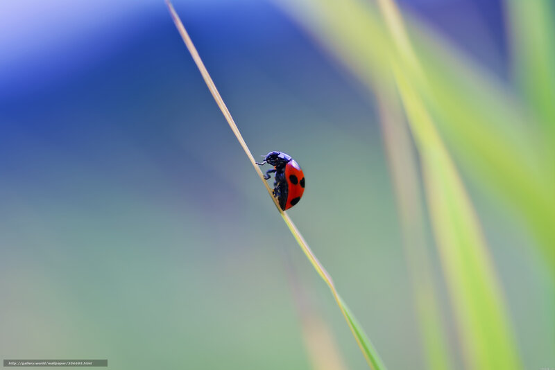 Ladybug on Grass Blade — Red, Serene, Photograph