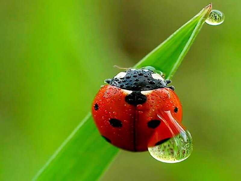 Ladybug on Grass Blade — Red, Serene