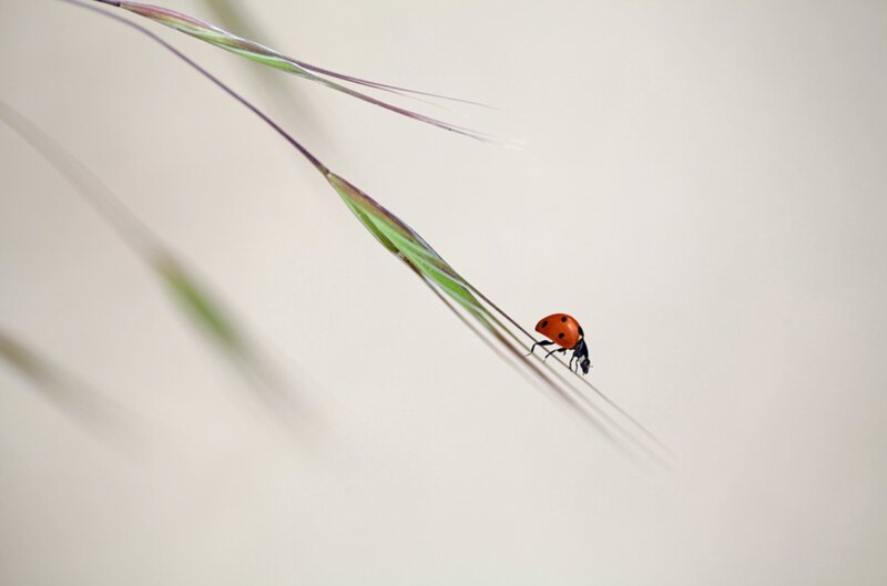 Ladybug on Grass Blade — Red
