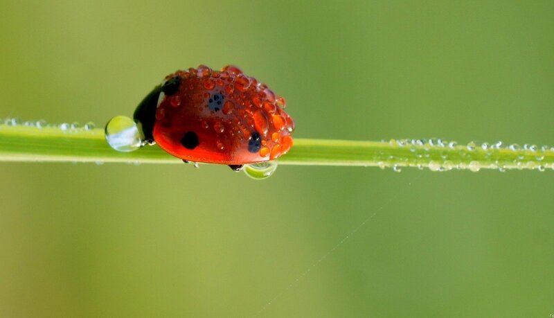Ladybug on Grass Blade