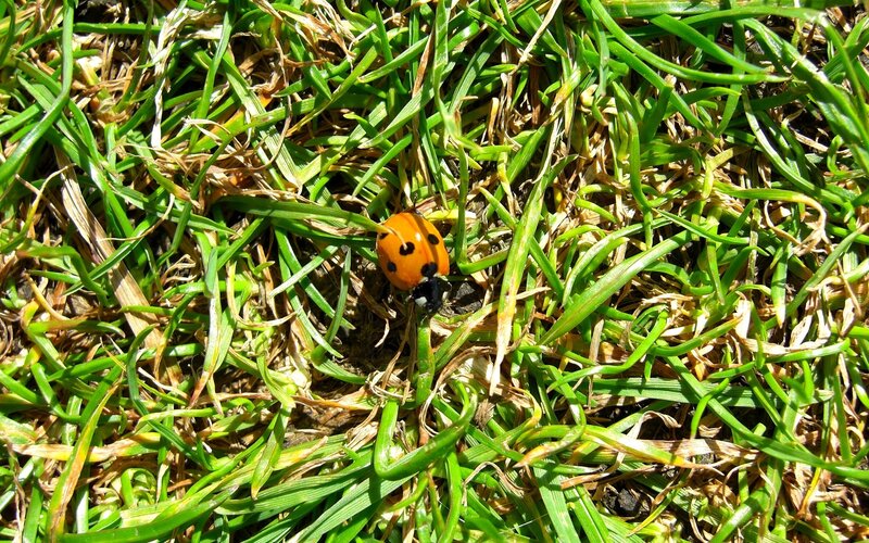 Ladybug on Grass — Green, Natural, Afternoon, Photograph, Insect