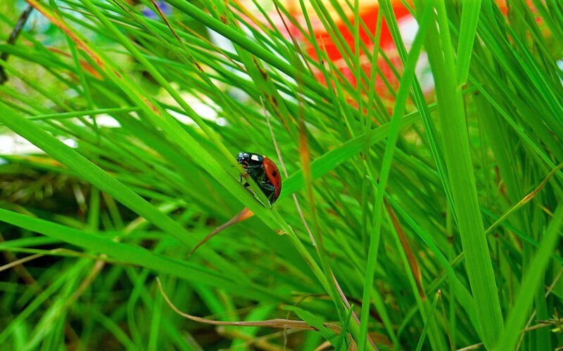Ladybug on Grass — Green, Natural, Afternoon