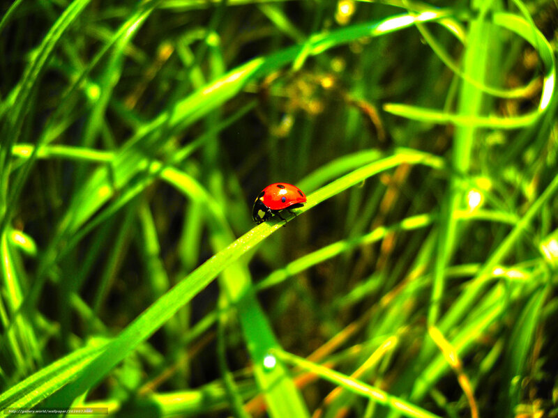 Ladybug on Grass — Green, Natural, Morning