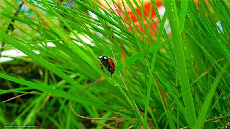 Ladybug on Grass — Green, Natural