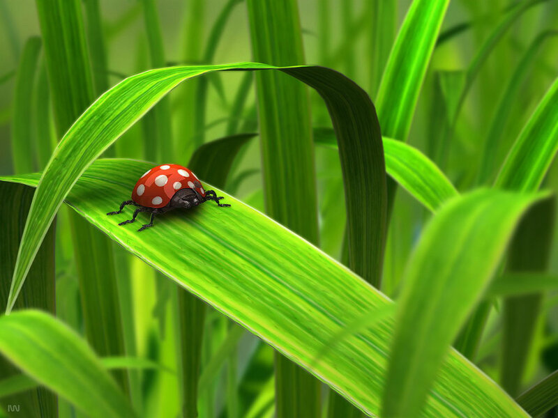 Ladybug on Grass — Green, Serene, Morning, Digital Art