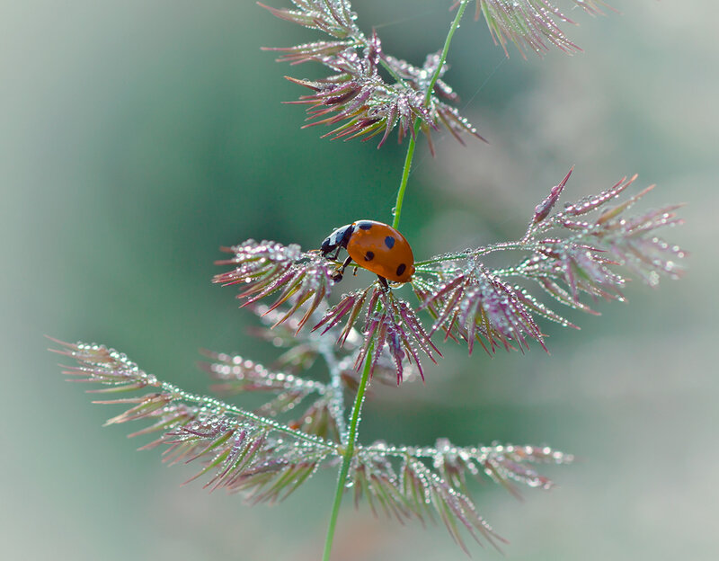 Ladybug on Grass — Green, Serene, Morning, Photograph, Dew