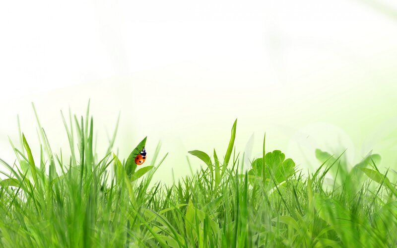 Ladybug on Grass — Green, Serene, Morning, Photograph, Leaf