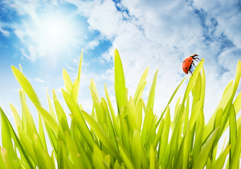Ladybug on Grass — Green, Serene, Morning, Photograph