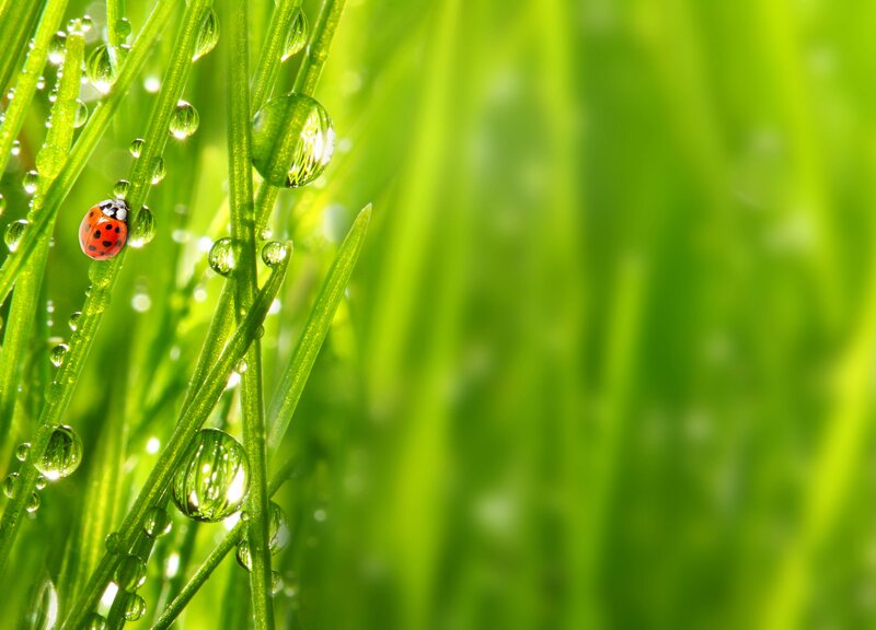 Ladybug on Grass — Green, Serene, Morning, Photograph, Water Droplets, Insect