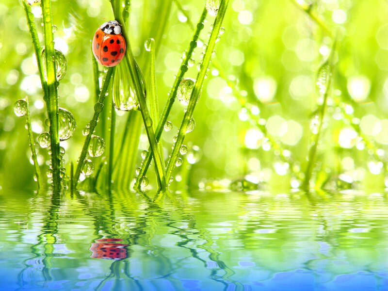 Ladybug on Grass — Green, Serene, Morning, Photograph, Water Droplets, Reflection