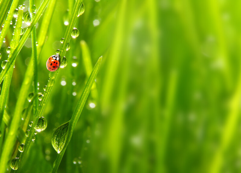 Ladybug on Grass — Green, Serene, Morning, Photograph, Water Droplets, Sunlight