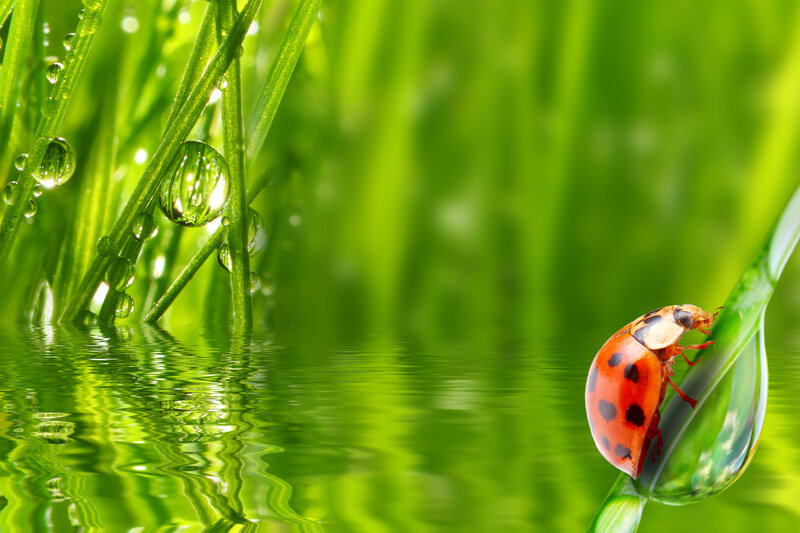 Ladybug on Grass — Green, Serene, Morning, Photograph, Water Droplets, Water
