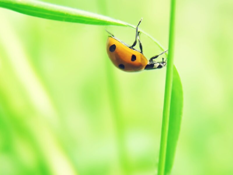 Ladybug on Grass — Green, Serene, Morning