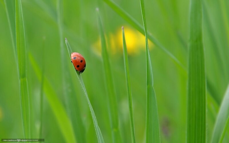 Ladybug on Grass — Green, Serene, Spring, Photograph