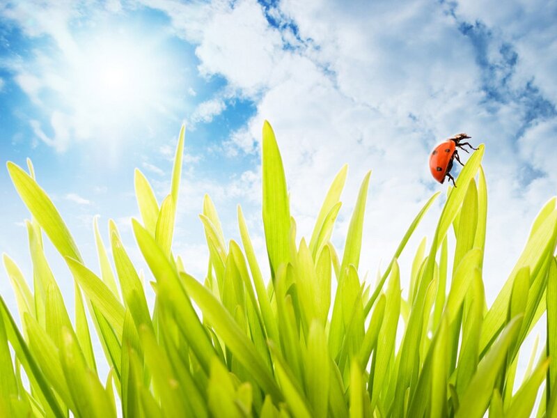 Ladybug on Grass — Green, Serene