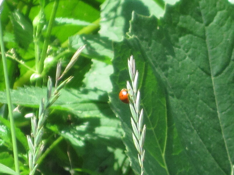 Ladybug on Grass — Green
