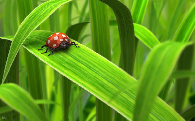 Ladybug on Grass Leaf — Green