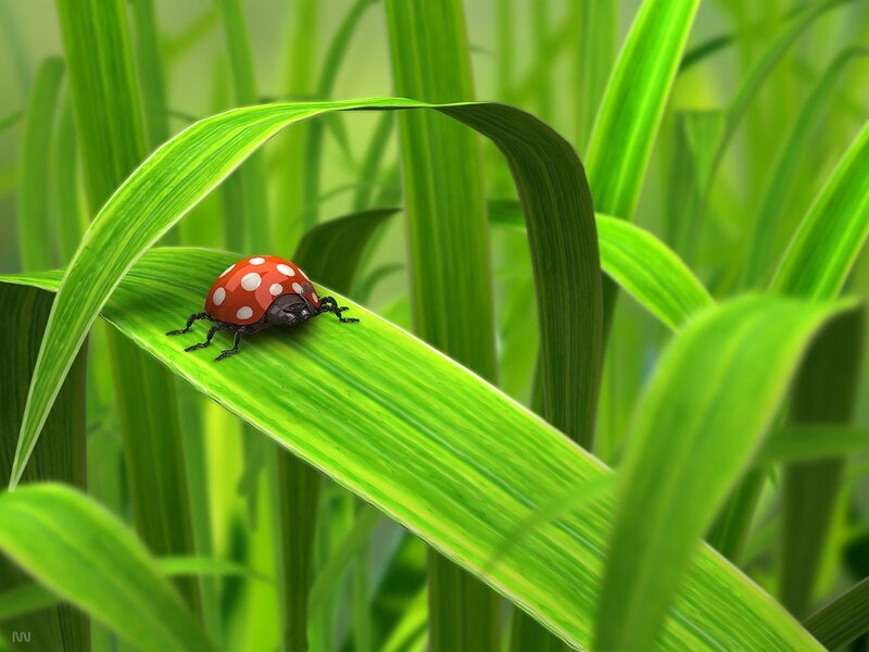 Ladybug on Grass Leaf