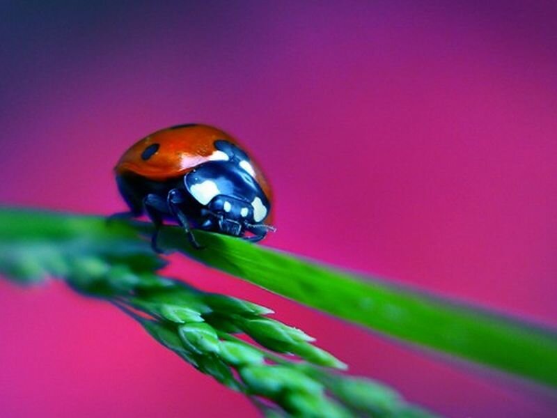 Ladybug on Grass — Pink
