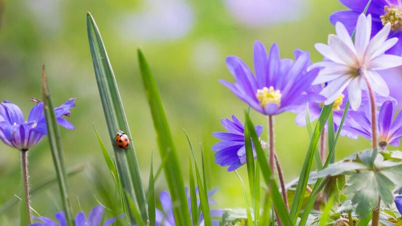 Ladybug on Grass — Purple