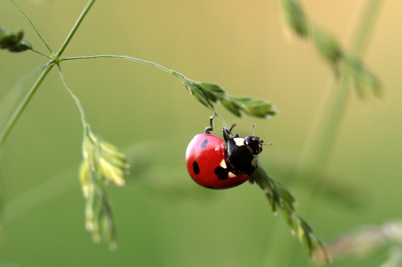 Ladybug on Grass — Red, Calm, Afternoon