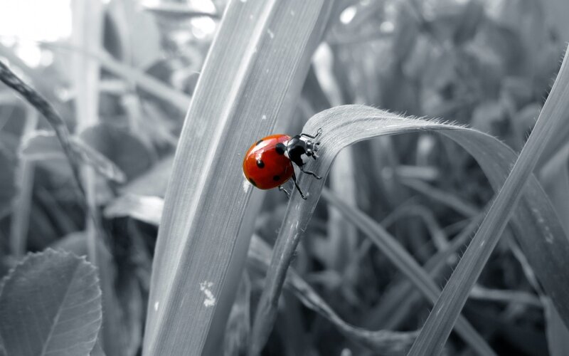 Ladybug on Grass — Red, Calm