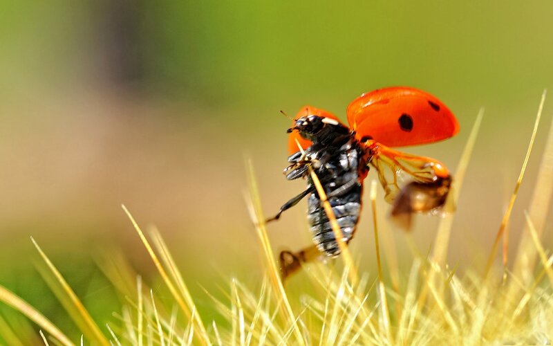 Ladybug on Grass — Red, Natural