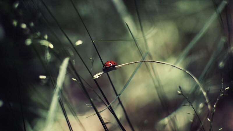 Ladybug on Grass — Red, Serene, Afternoon