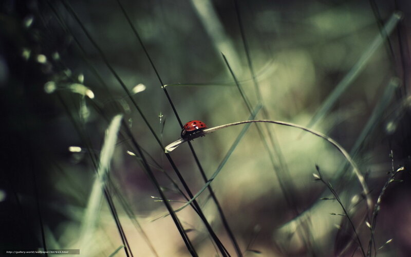 Ladybug on Grass — Red, Serene, Morning, Photograph, Insect